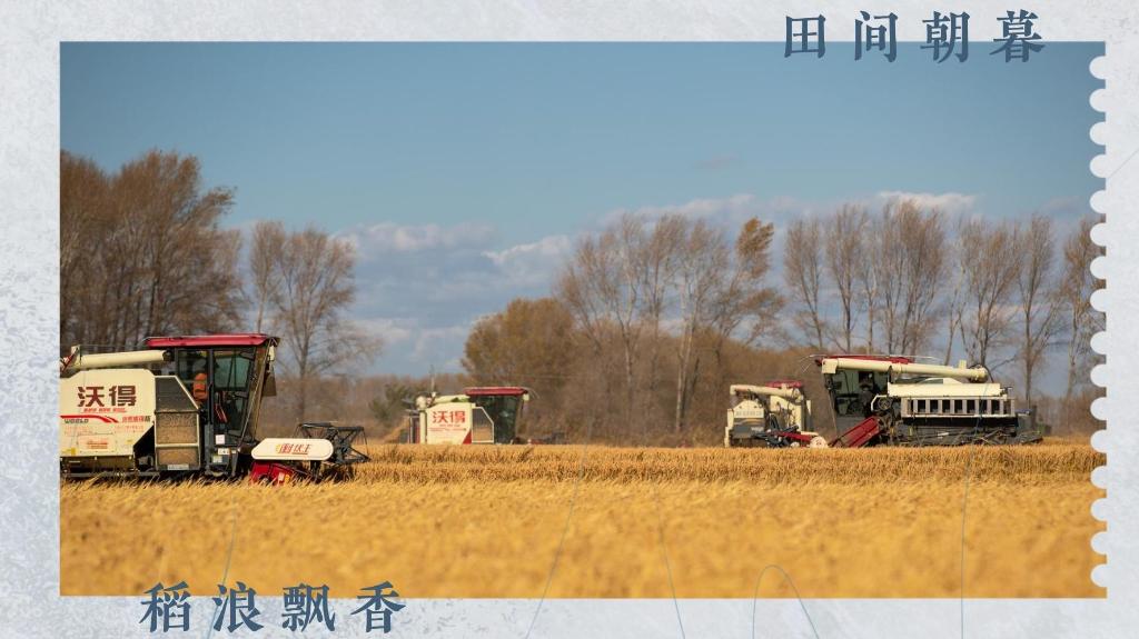 秋色如畫好“豐”景 收獲的喜悅藏不住